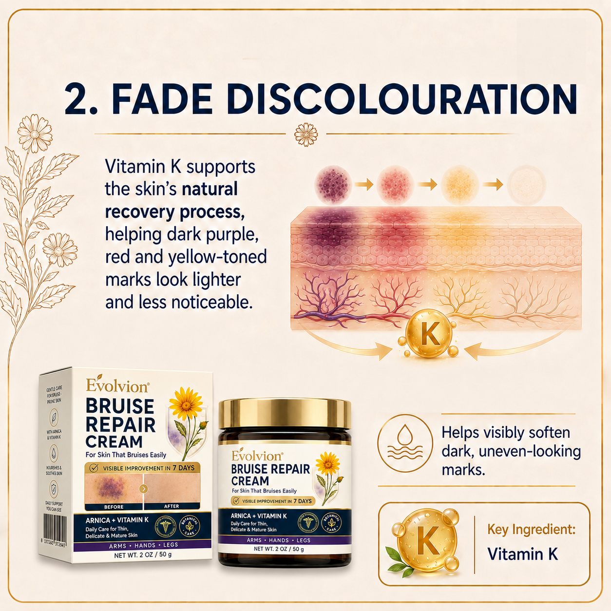 👩‍⚕️🌿Evolvion® Bruise Repair Cream-Advanced daily care for bruise-prone skin